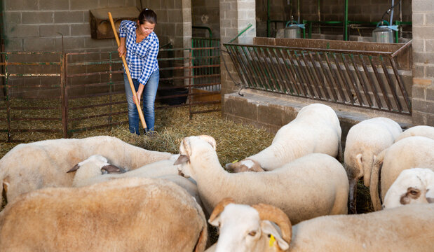 Portrait of female farmer feeding sheeps on farm. High quality photo