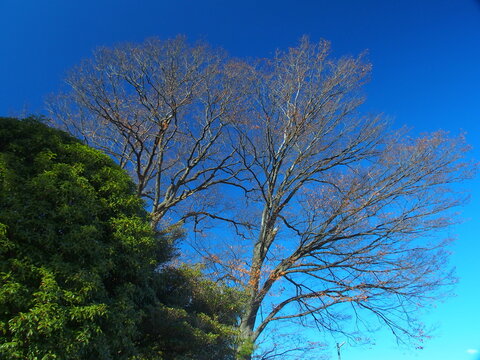 枯木 枯れ木 Images Browse 3 228 Stock Photos Vectors And Video Adobe Stock