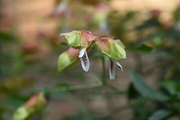 Beloperone guttata flowers. Acanthaceae tropical plants native to Mexico. 