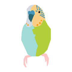 Parakeet vector illustration in flat color design