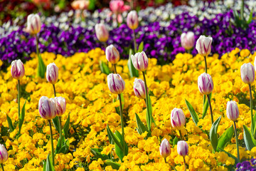 Flower bed in the park...