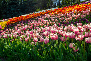 Flower bed in the park...