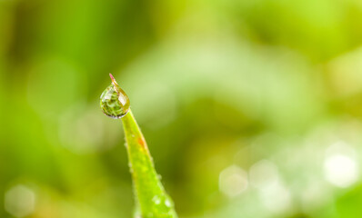 dew on grass
