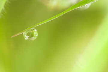 dew on grass