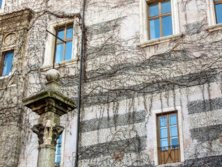 Climbing plant on the wall of a residential building in Rome