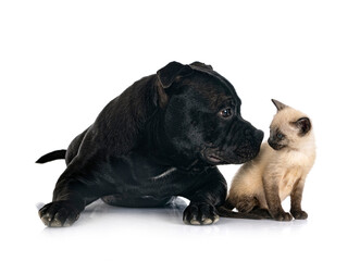 Obraz premium staffordshire bull terrier and kitten