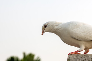 A standing domestic white pigeon close up shot under the cloudy sky