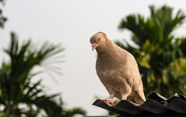 Brown color female pigeon standing alone on a wavy metal roof