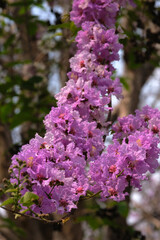 Fototapeta premium Beautiful purple flowers blossom in summer time