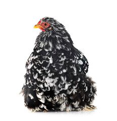 Pekin Bantam in studio