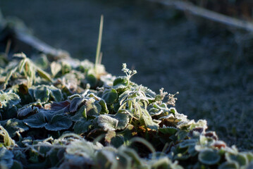 strawberry leaves covered with frost