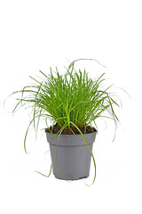 Potted 'Cyperus Zumula' cat grass used for cat to help them throw up hair balls on white background