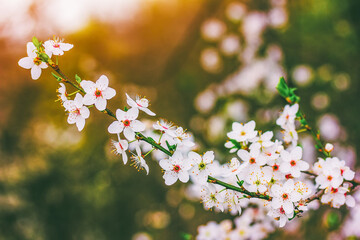a blooming sprig of a fruit tree at sunset is a selective focus