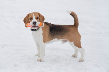 Cute english beagle puppy is standing with his toy on a white snow in the winter park. Pet animals. Purebred dog.