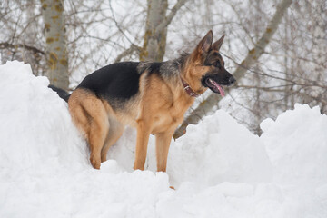 German shepherd dog puppy is standing on a white snow in the winter park. Pet animals. Purebred dog.