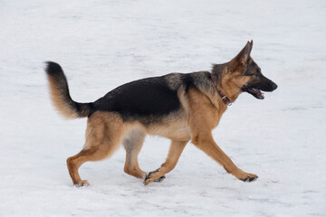 Cute german shepherd dog puppy is running on a white snow in the winter park. Pet animals. Purebred dog.