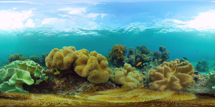 The underwater world of a coral reef 13