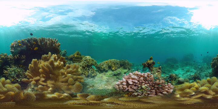 The underwater world of a coral reef 11