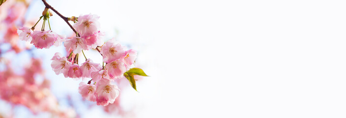 Sakura flowers over blurred background