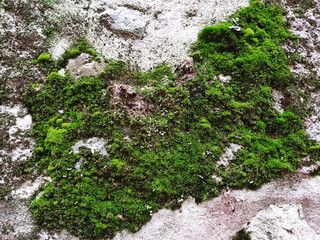 Moss is on the tree with moisture.green nature background and texture.