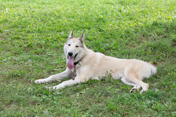 West siberian laika is lying on a green grass in the autumn park and looking at the camera. Pet animals. Purebred dog.