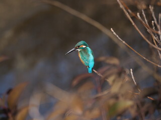 枝に停まるカワセミ