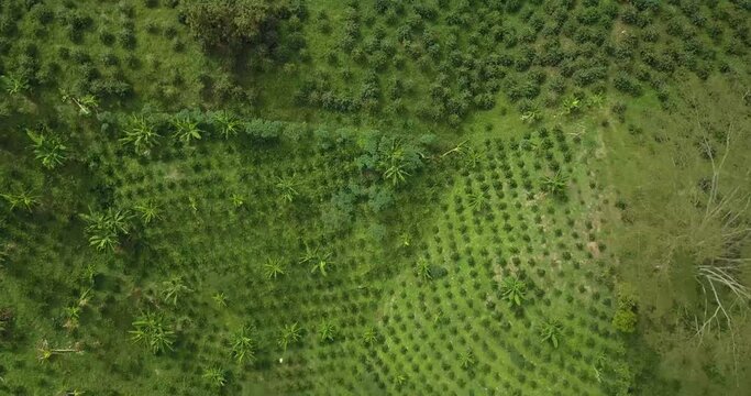 Aerial zenith shot of the coffee region in Huila, Colombia