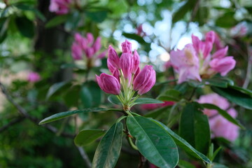 FU 2021-05-17 Pflanzen 8 Am Rhododendron wachsen rosa Blüten