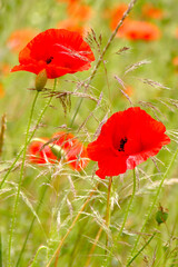 red poppy in the field