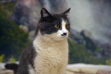cute shorthair gray and white cat