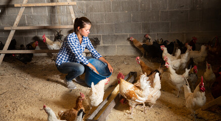 Young woman feeding hens in a chicken coop. High quality photo