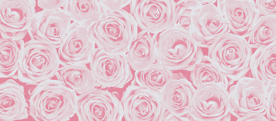 Rose Background - Beautiful Rose Pattern - Flower Backdrop