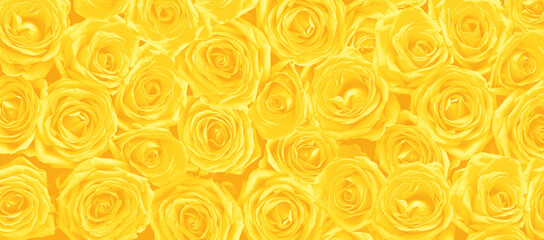 Rose Background - Beautiful Rose Pattern - Flower Backdrop