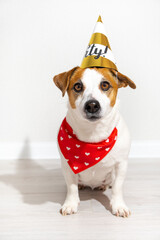 Jack Russell Terrier dog in party cap and red bandana around his neck sitting looking at camera on light background. Dog birthday, anniversary. Vertical poster with pet.