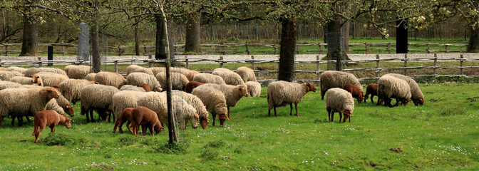 lots of sheep between the trees, sheep in Bokrijk, Genk, Belgium