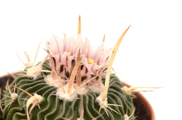 Stenocactus multicostatus, the brain cactus, small cactus with unusual wavy ribs natural, flowering 
