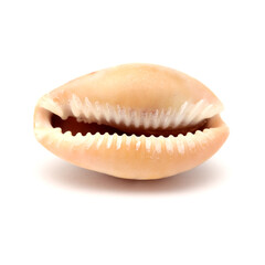 Fauna of Atlantic ocean around Gran Canaria - small cowrie shell, or money shell, isolated