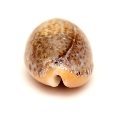 Fauna of Atlantic ocean around Gran Canaria - small cowrie shell, or money shell, isolated