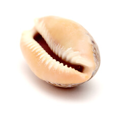 Fauna of Atlantic ocean around Gran Canaria - small cowrie shell, or money shell, isolated
