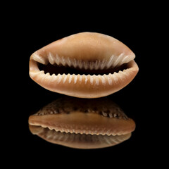 Fauna of Atlantic ocean around Gran Canaria - small cowrie shell, or money shell, isolated