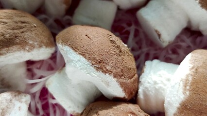 close up of mushrooms
