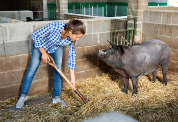 Portrait of focused young woman working in stall with black Iberian pig