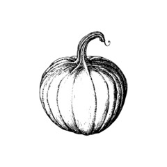 Pumpkin, sketch in vector. Drawn farm product.