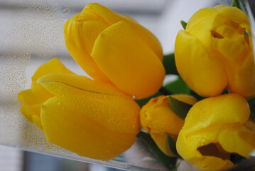 Spring flowers. Dew on the flowers. Floral freshness.