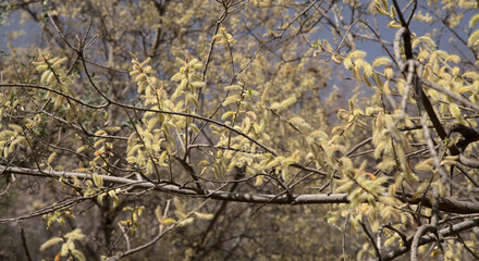 Flora of Gran Canaria -  Salix canariensis, Canary Islands willow, soft light yellow catkins flowering in winter
