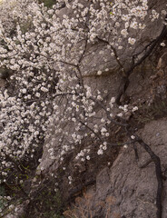 Horticulture of Gran Canaria -  almond trees blooming in Tejeda in January