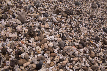 Gran Canaria, El Confital beach on the edge of Las Palmas de Gran Canaria, 
mixture of small pebbles, shells and coral-looking Rhodolith algae
