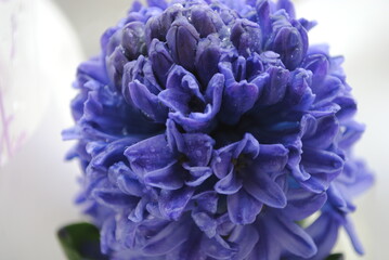 Spring flowers. Dew on the flowers. Floral freshness.