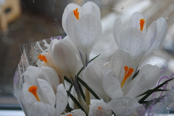 Spring flowers. Dew on the flowers. Floral freshness.