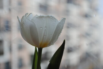 Spring flowers. Dew on the flowers. Floral freshness.